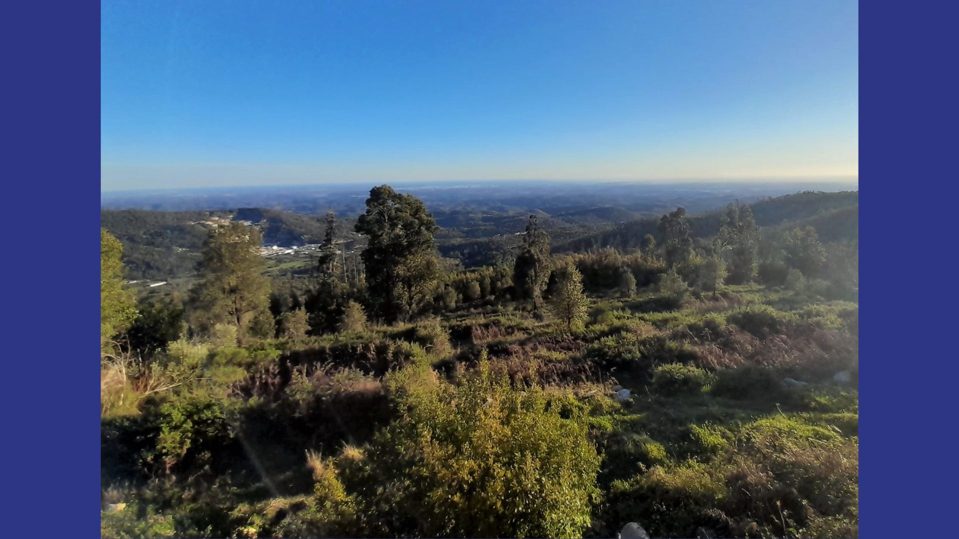 Rolling green hills and treeline of the property