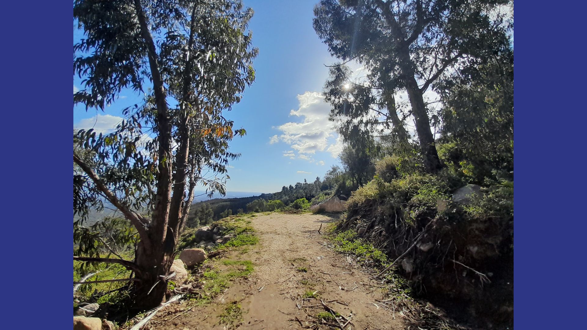 Path through eucalyptus trees on the land