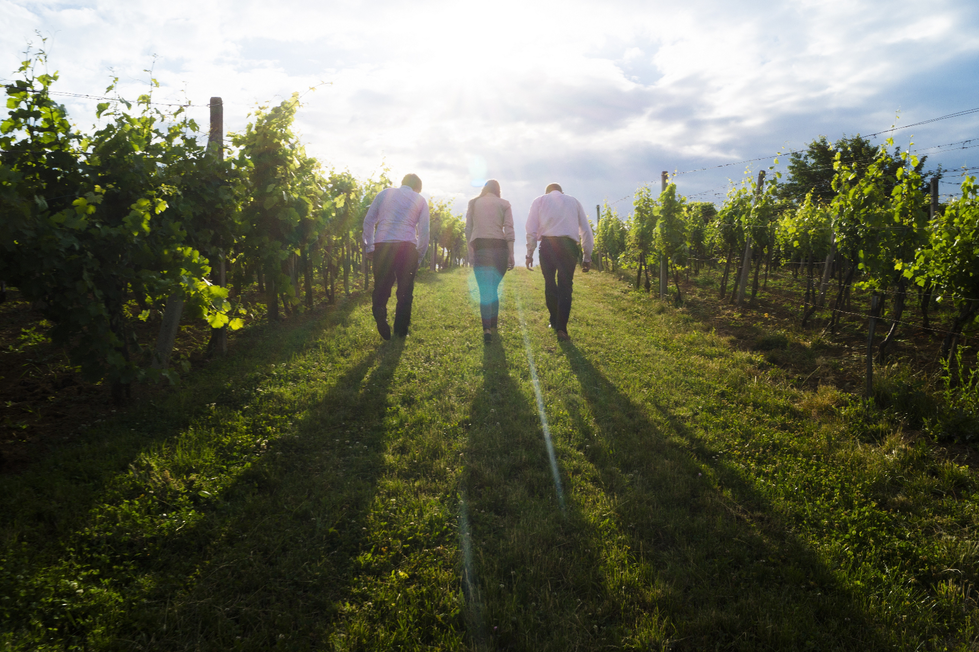 People walking through vineyard rows at golden hour